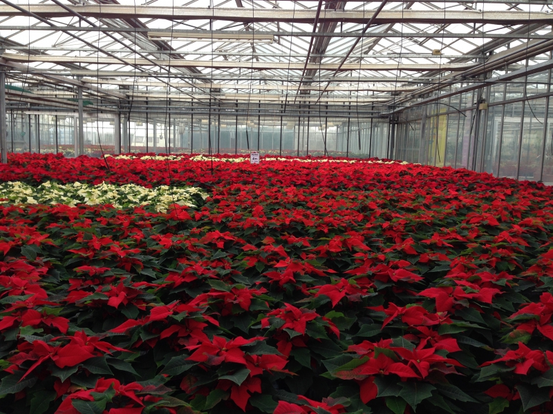 pepiniere-TOURVES-min_poinsettia-210023